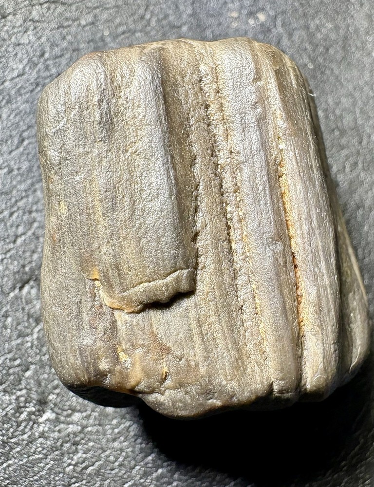 1 oz Petrified Wood