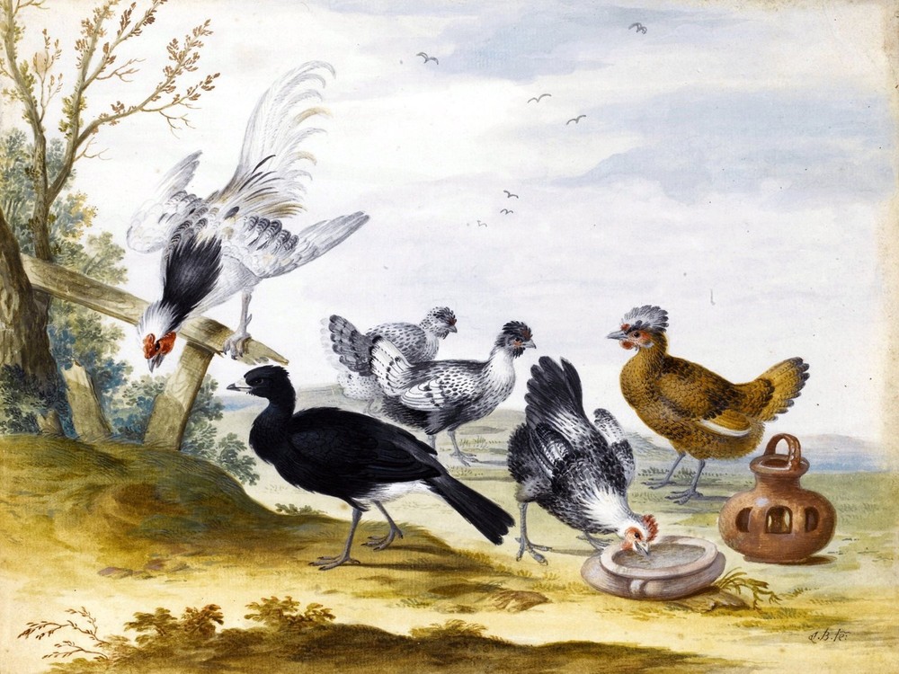 POULTRY Accent Tile Mural Kitchen Bathroom Wall Backsplash 8x6