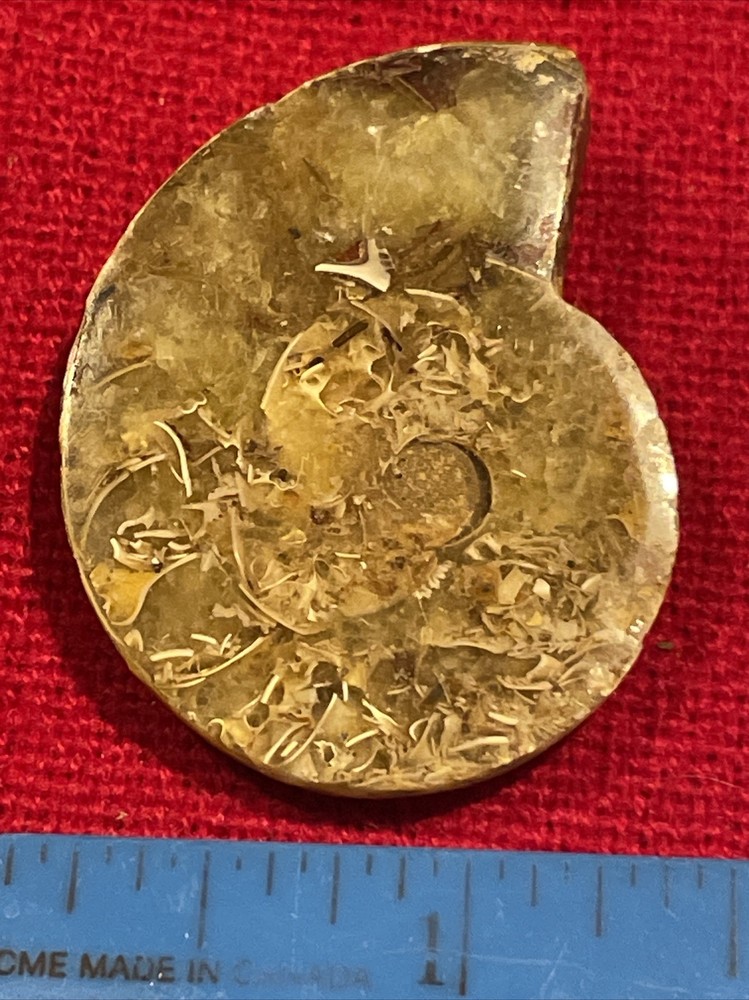 prehistoric Sea animals, Fossilized