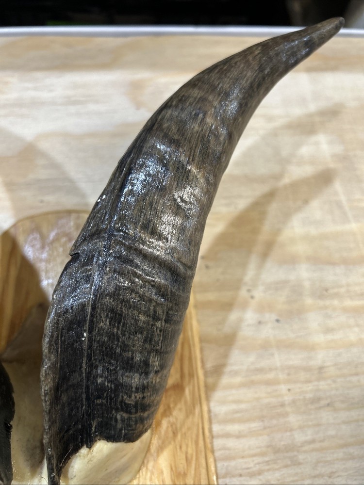 goat horns