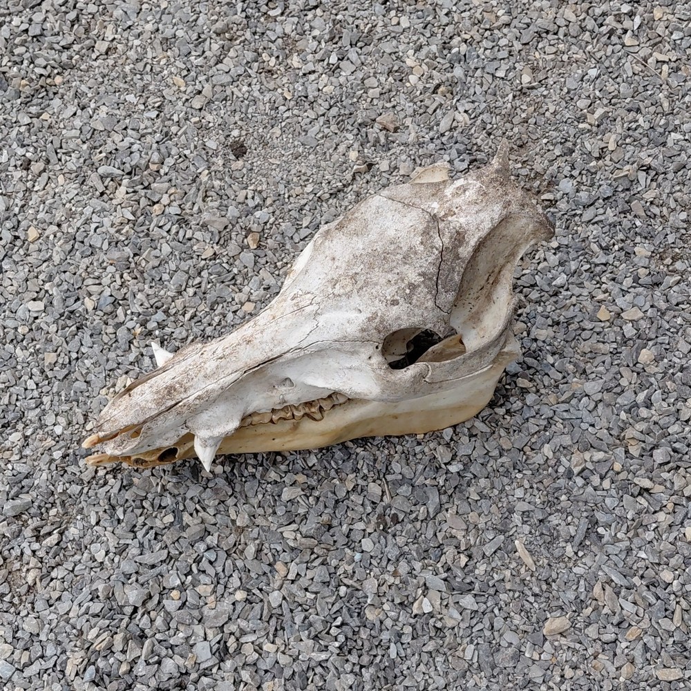 Wild Hog Skull Missing One Cutter Tooth