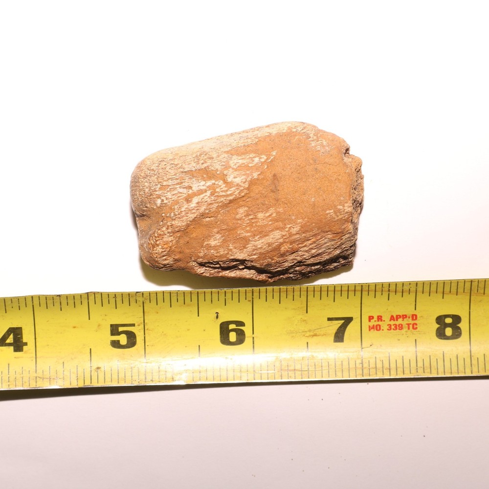 Dinosaur Vertebrae Process - Very Nice Fossil - Hell Creek Formation Cretaceous