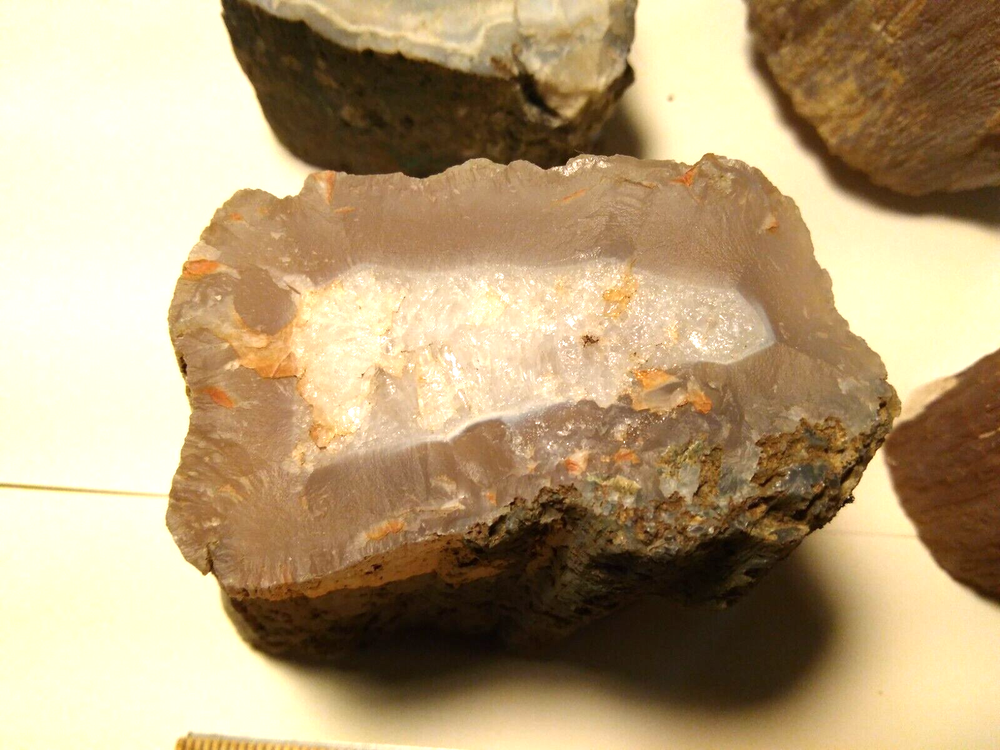 Petrified Wood Limb Casts- Over 7-1/2 lbs.