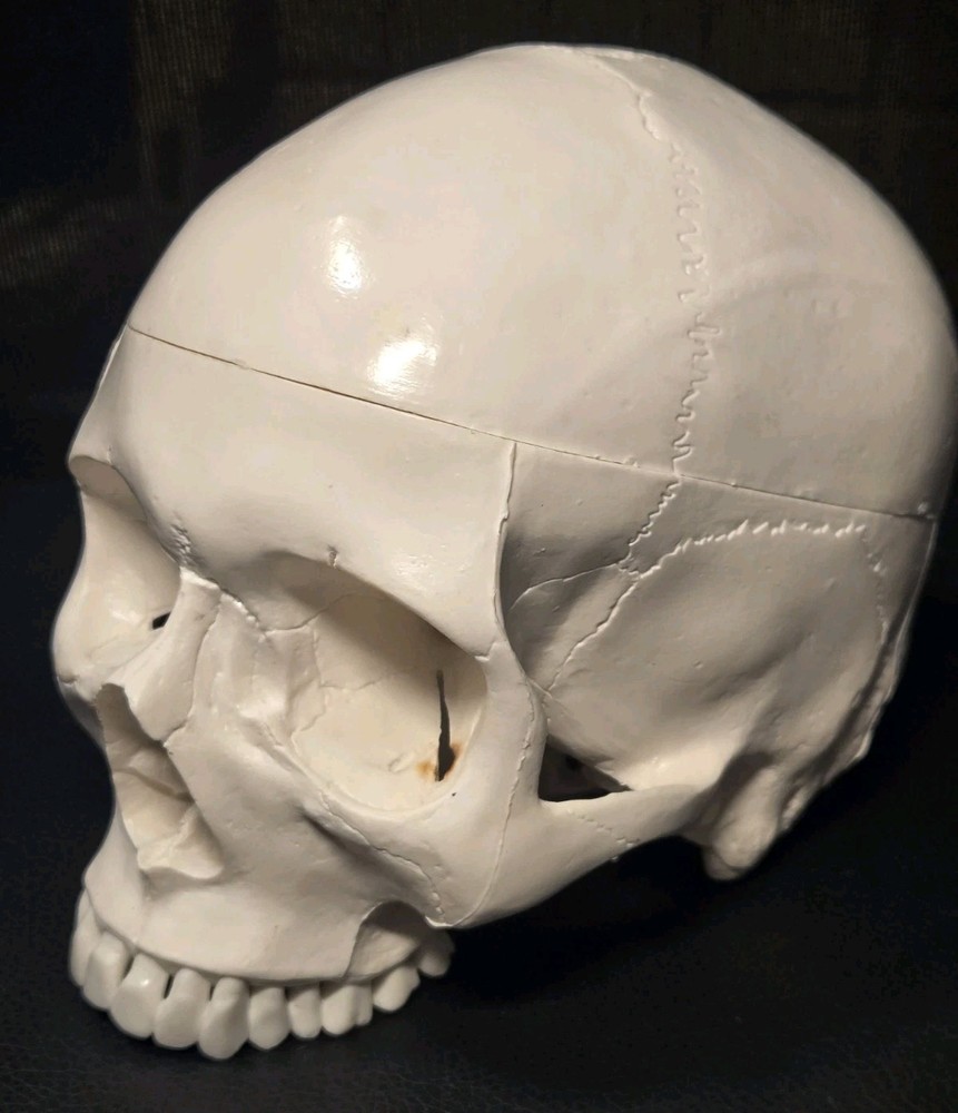 Realistic Anatomical Human Skull Model