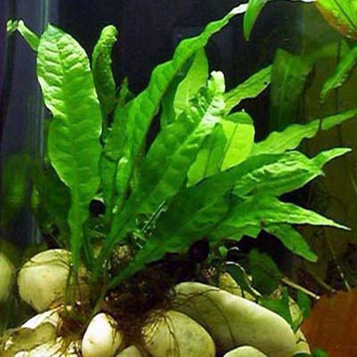 BUY 2 GET 1 FREE Java Fern on HALF Mat Live Aquarium Plants