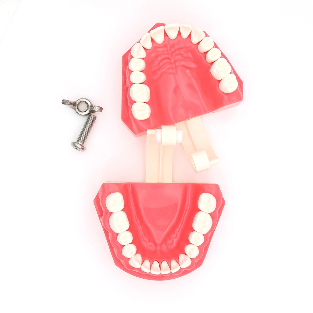 Dental 1:1 Model Brushing Flossing Practice Teeth Typodont Model Teach Study