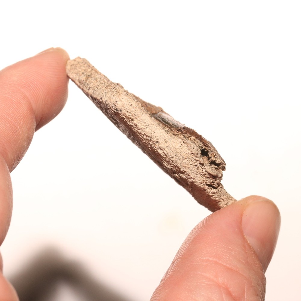 Turtle Shell Piece - Dinosaur Age Specimen - Hell Creek Formation Cretaceous