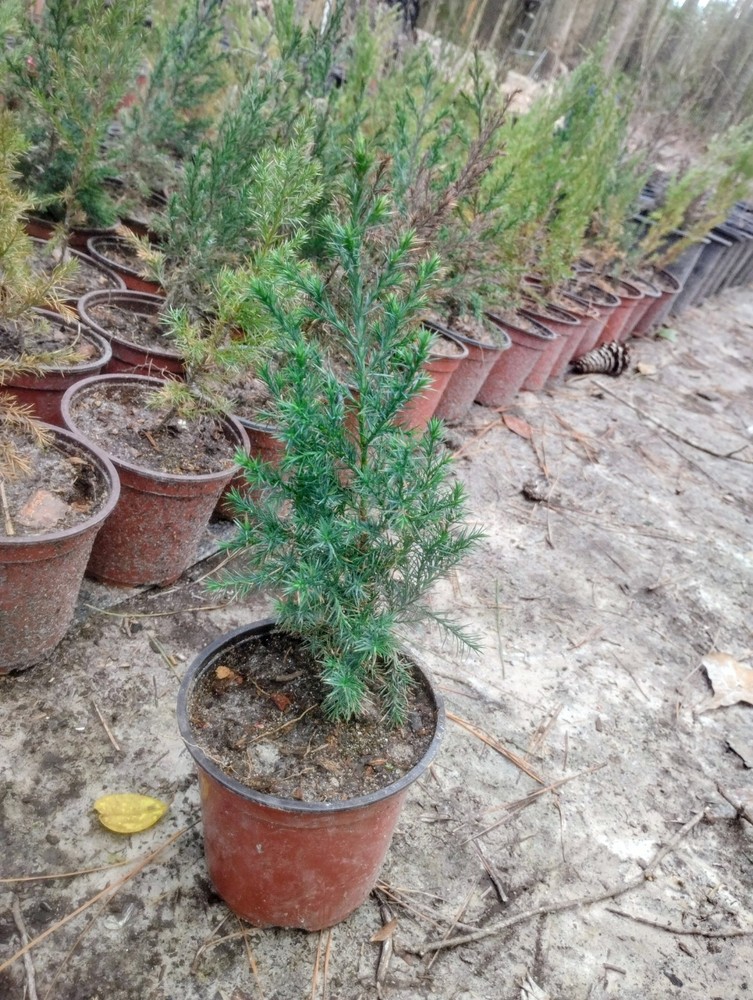 Eastern Red Cedar, 1 Quart Pot.