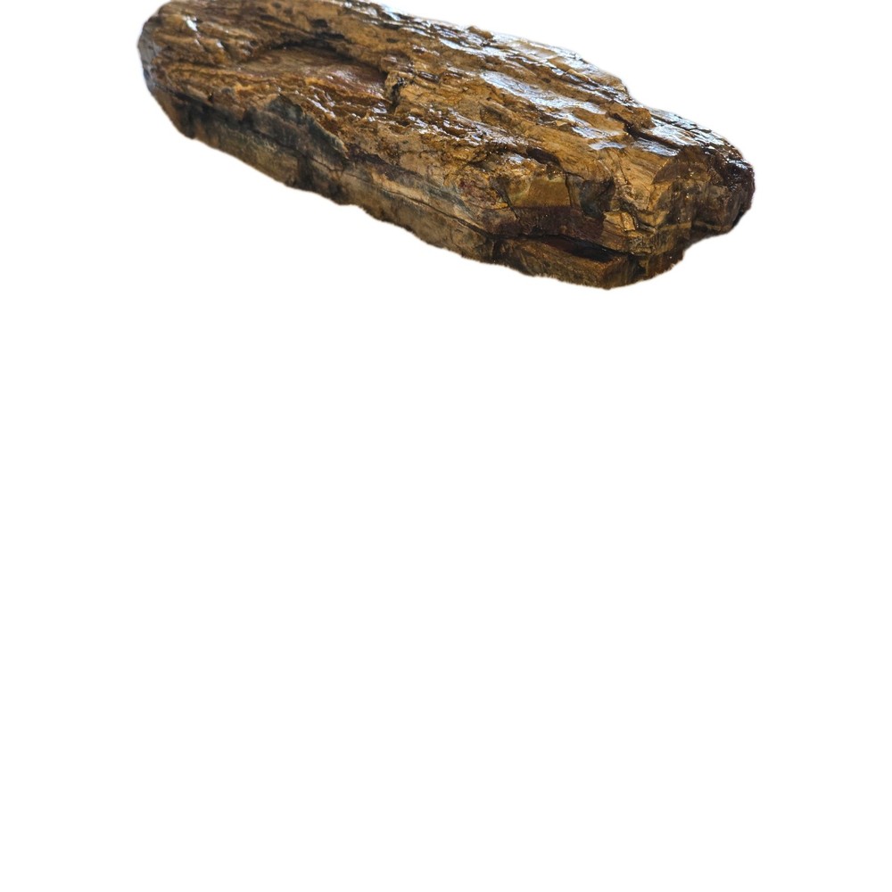 6lb Petrified Wood