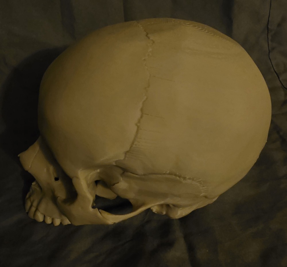 Realistic Skull