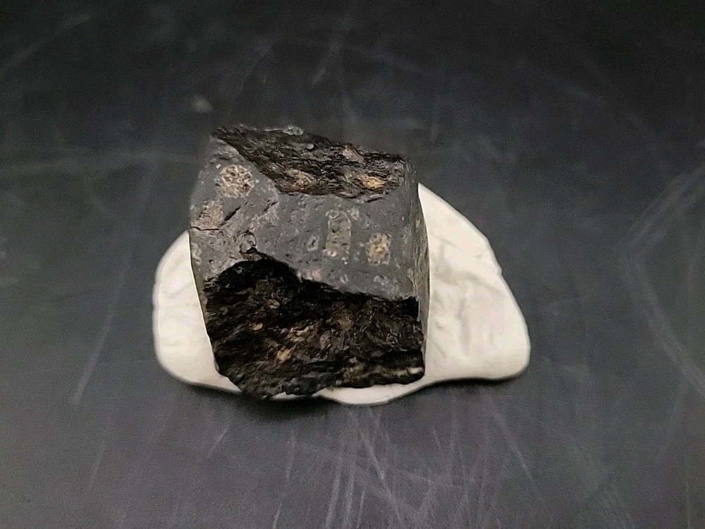 Fossil Dinosaur Tooth Unknown Species