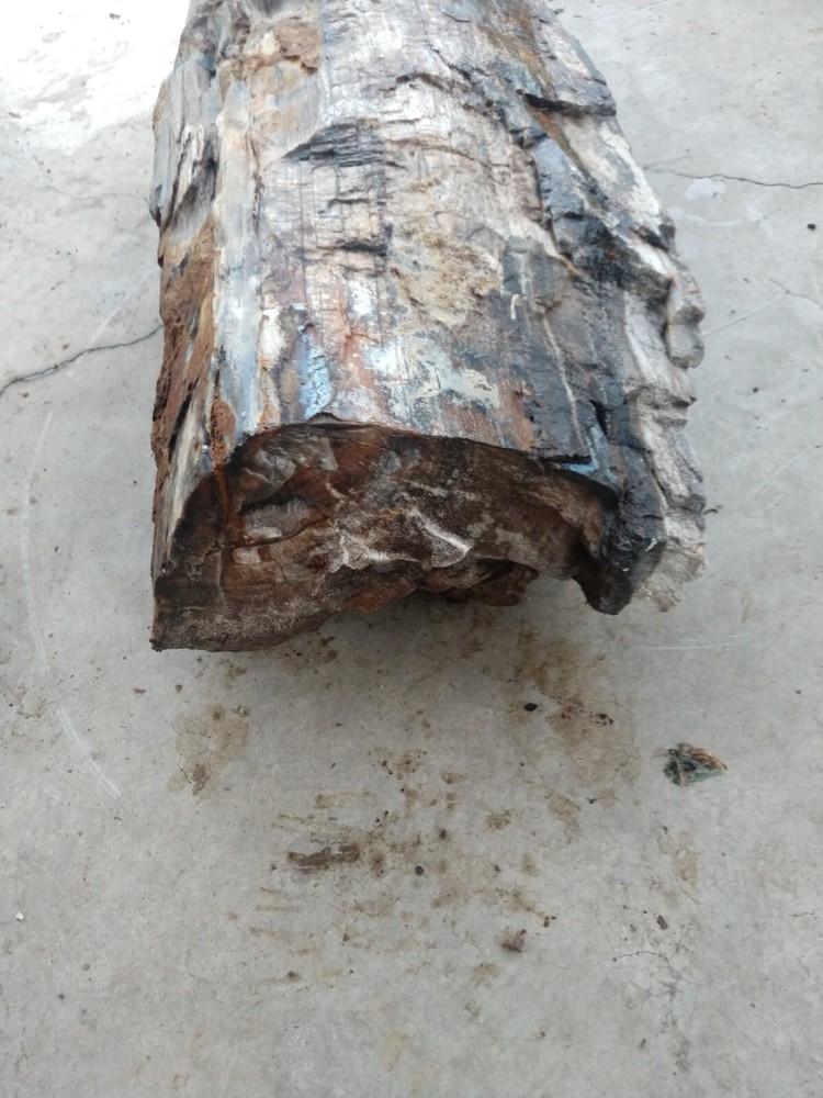 Beautiful 90lb. petrified/opalized/mineralized/agateized wood log