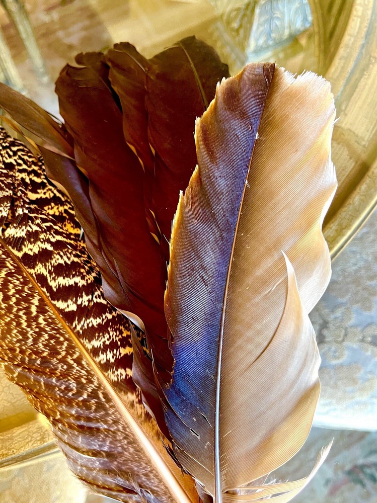 Peacock Inner Feathers Gold Brown 7 Feathers/Bunch Height 12.5” Width 3”