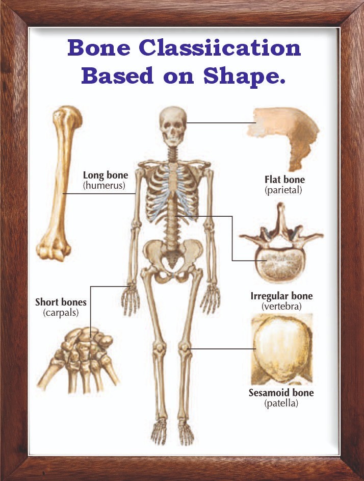 Bone Classiication Based on Shape.  Chart 12x18 inches
