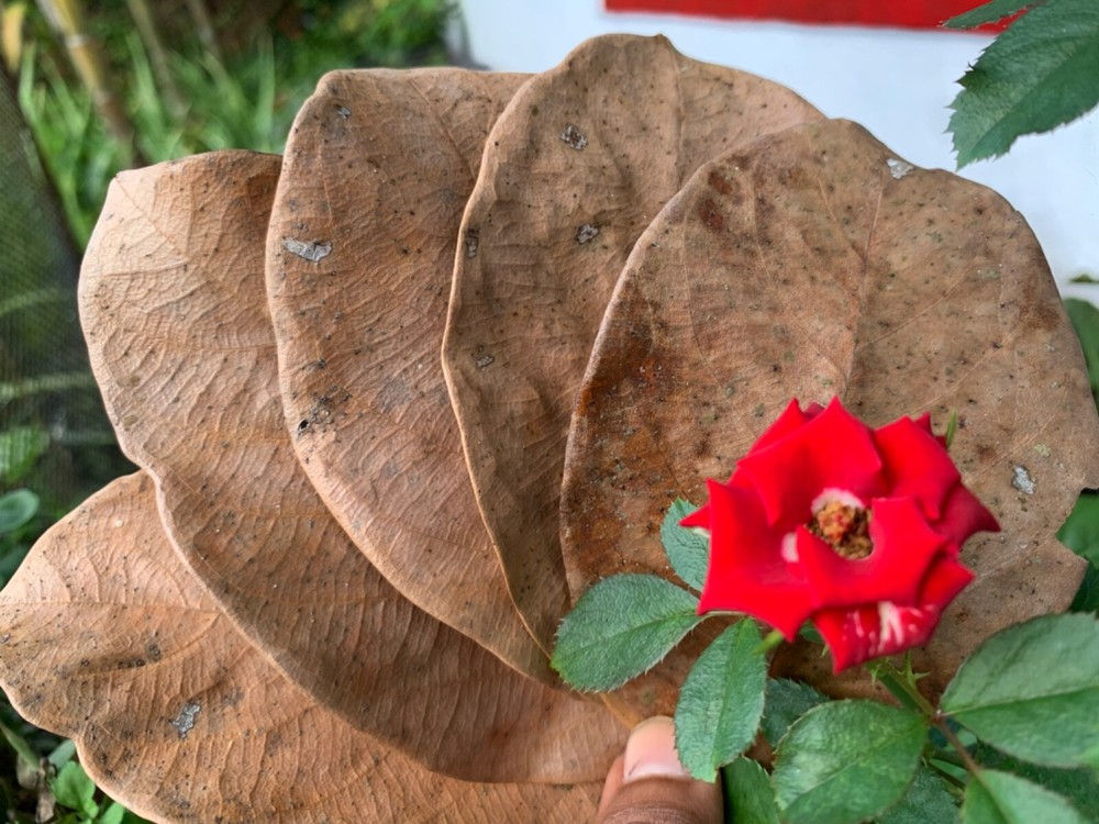 Jack Leaves