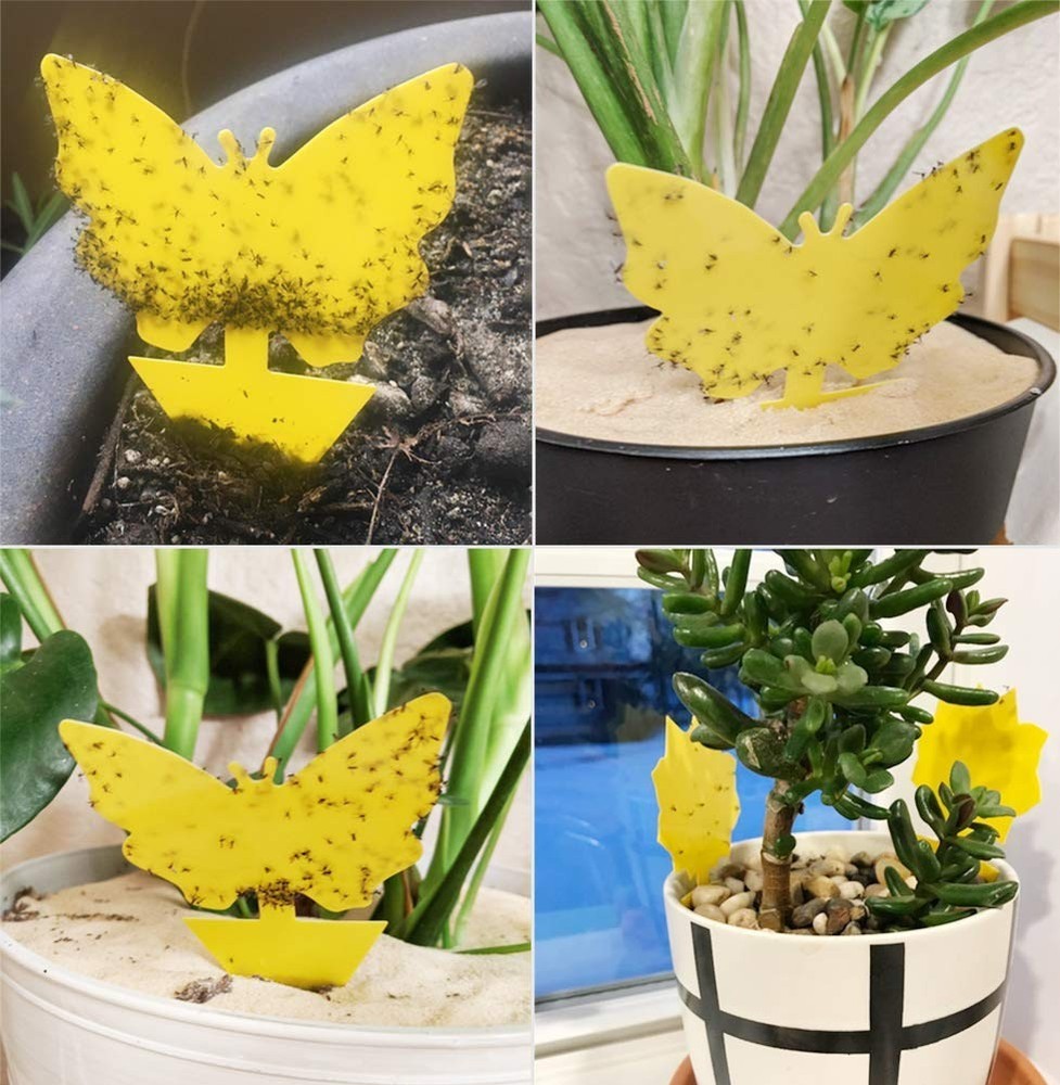 50 Pcs Double-Sided Sticky Insect Boards