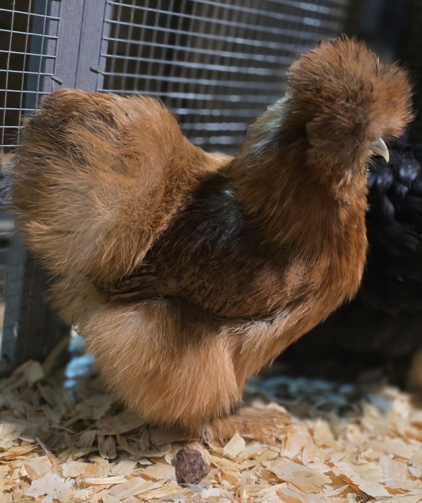 6+ Bantam Mille Silkie & Satin Chicken Hatching Eggs