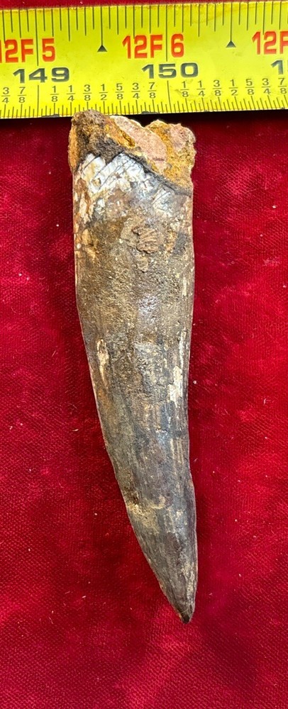 3 1/2 inch spinosaurus tooth