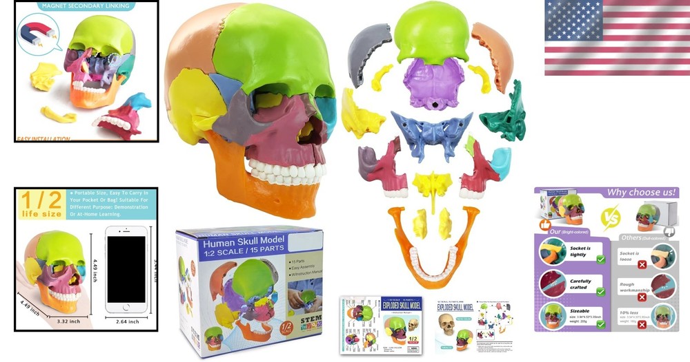 Human Skull Model with Painted Sutures