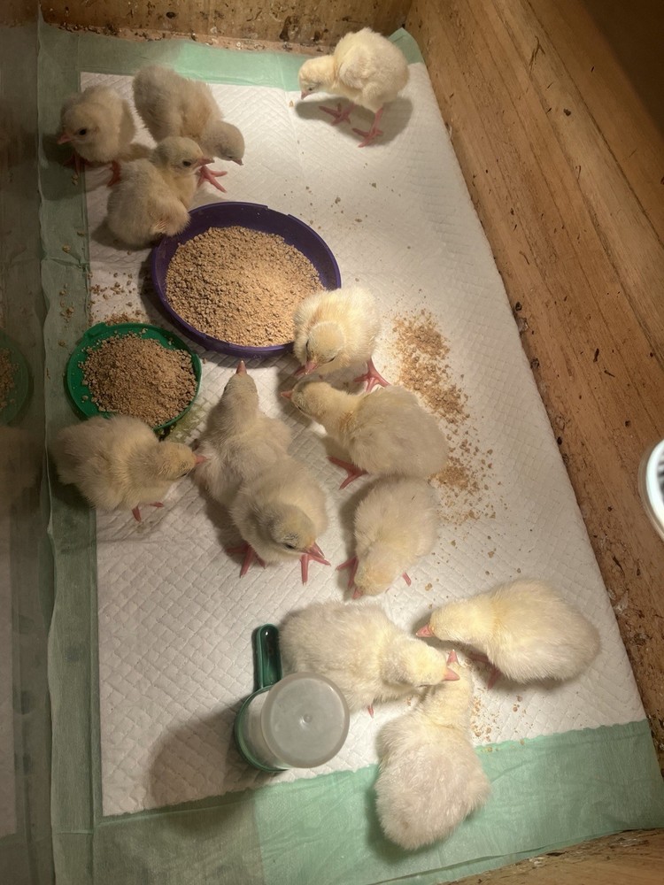 8 Royal Palm Hatching Eggs