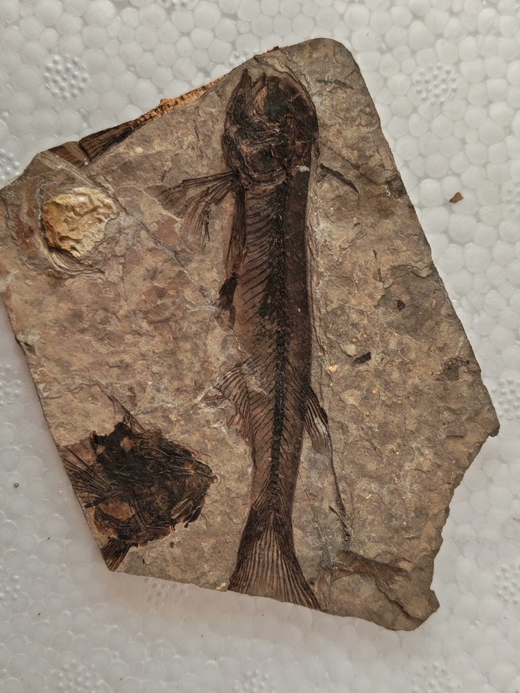 Unique and authentic fossilized fish like stone A037