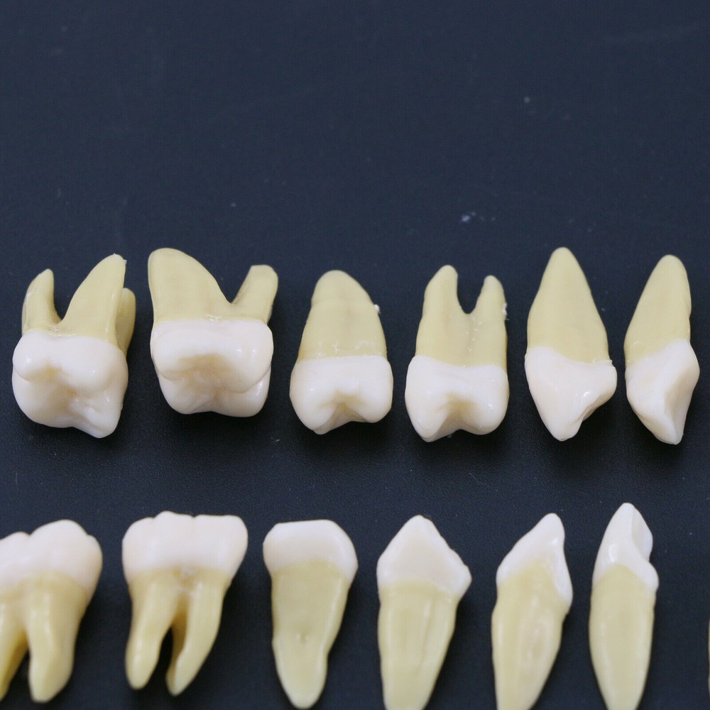 Dental 1: 1 Permanent Teeth Demonstration Implant Teaching Study Model 28pcs/kit