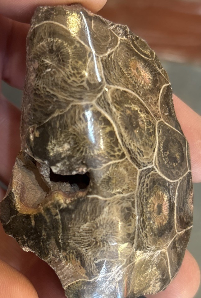 Petrified Coral End Polished