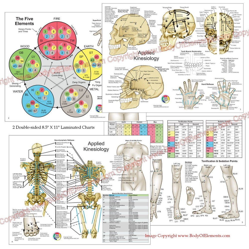 Applied Kinesiology Chart Set 8.5" X 11" Chiropractic Acupuncture Reference