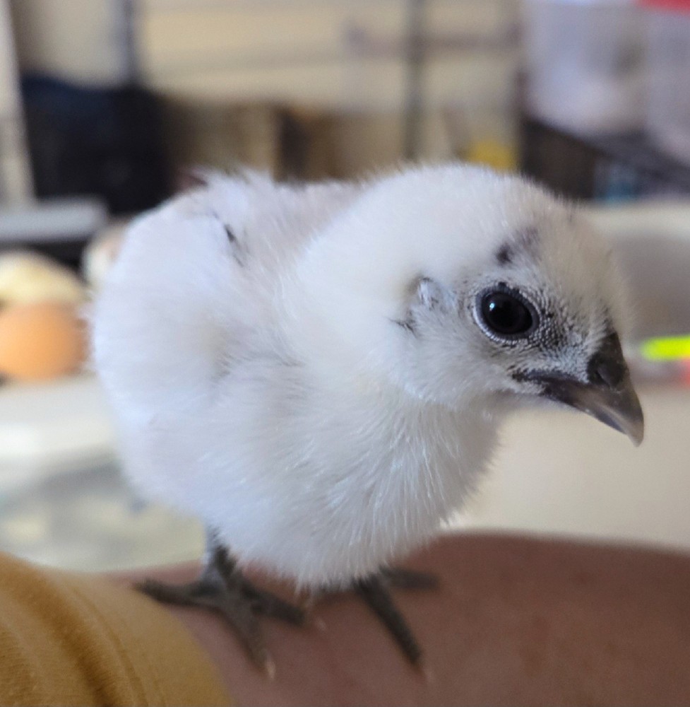 F2 Zombie Hatching Eggs (6) NPIP Certified