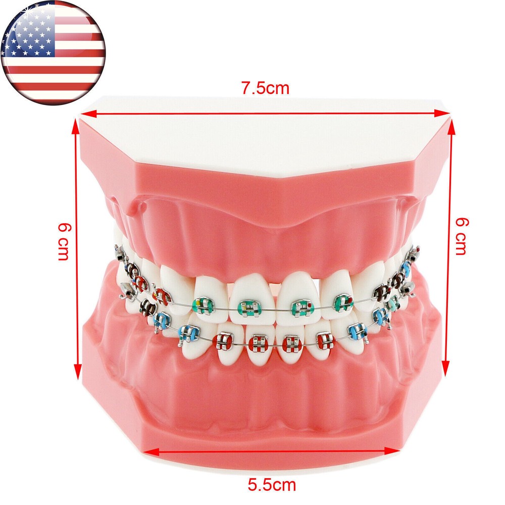 US Dental 1:1 Orthodontic Typodont Model Teeth Model with Brackets Teaching Demo