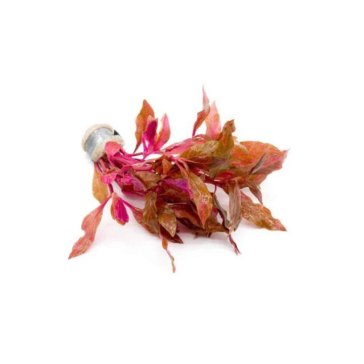 Fire Temple Alternanthera Rosanervig