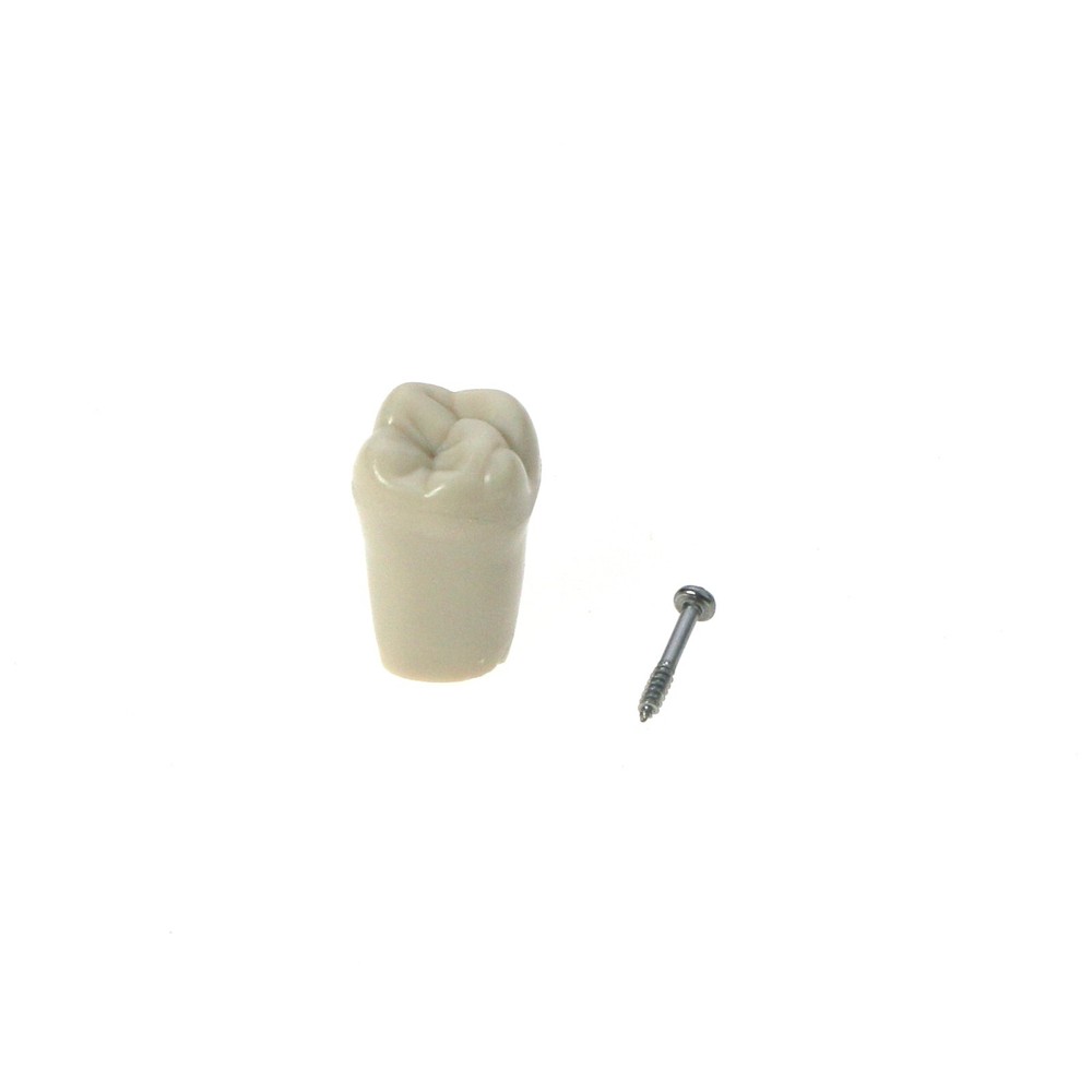 US Dental Tooth Model With 32pcs Replacement Teeth Columbia Dentoform 860 Type