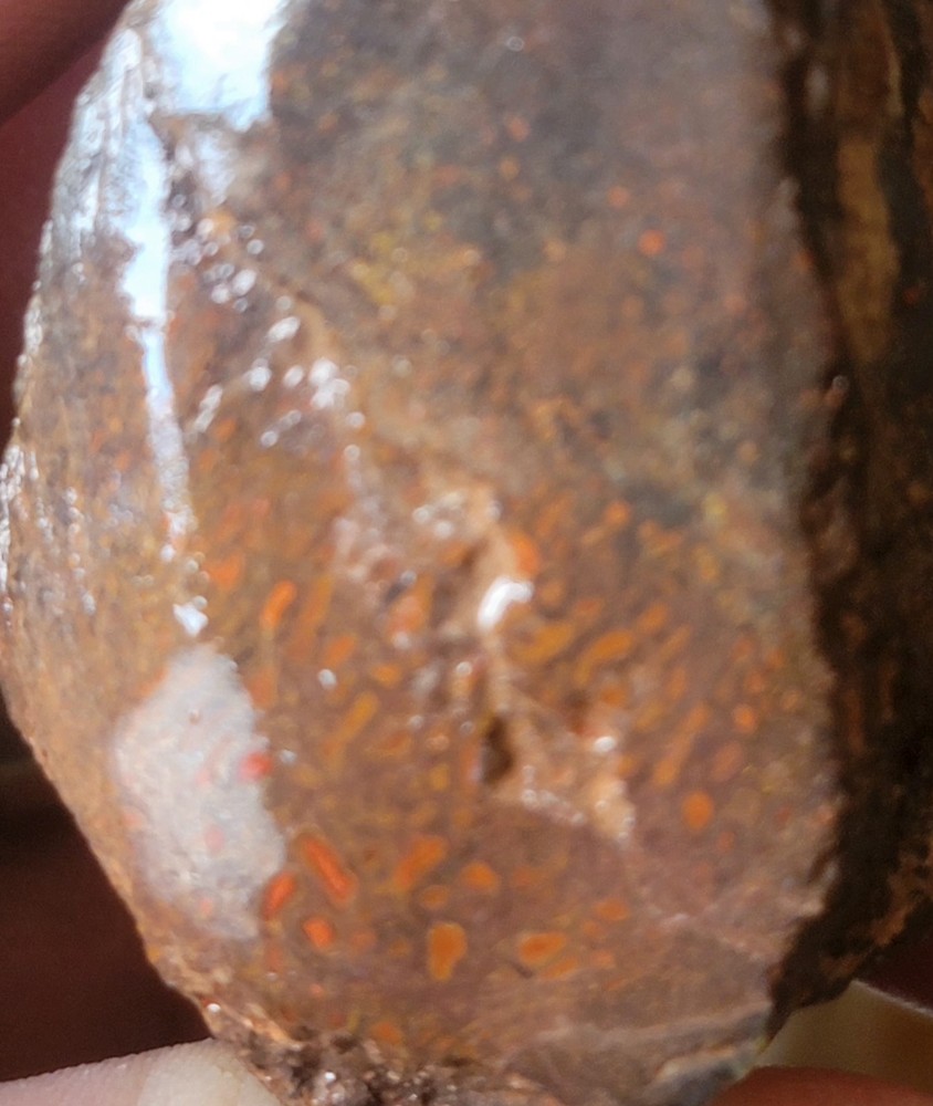 2.06 Lbs Agitized Dino Bone Smalls