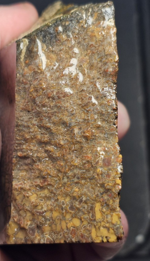 Dino Bone rough unpolished cab Lapidary, R142