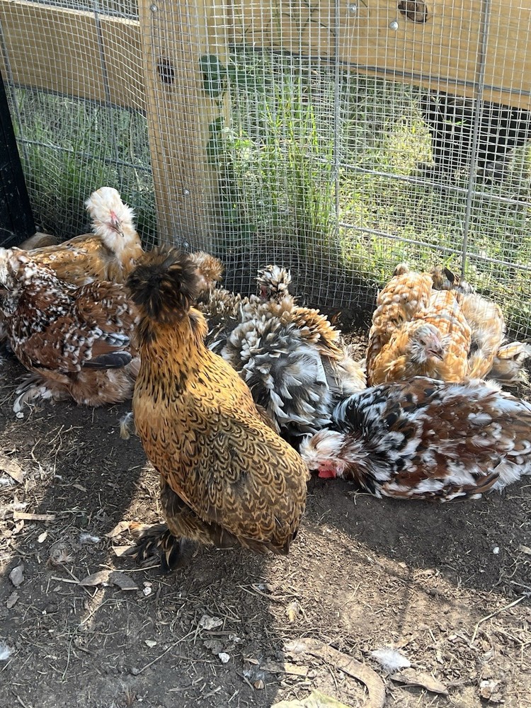 6+ Millie Fleur Silkie Hatching Eggs NPIP