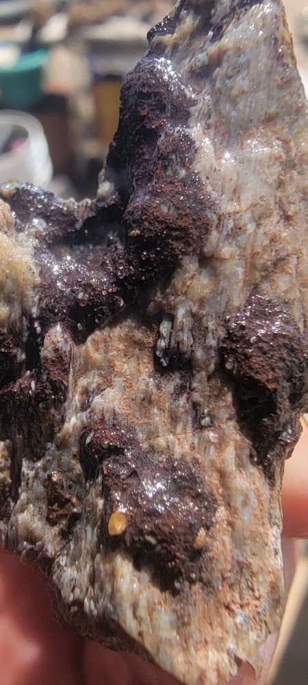 3.22 Lbs Agitized Dino Bone Smalls