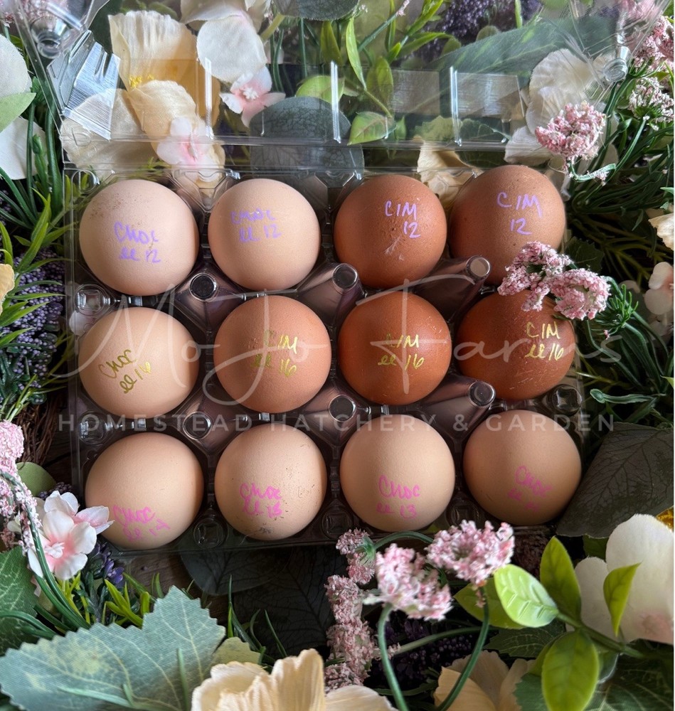 Chocolate, Mauve, Blue, and Black Easter Egger Hatching Eggs NPIP Certified