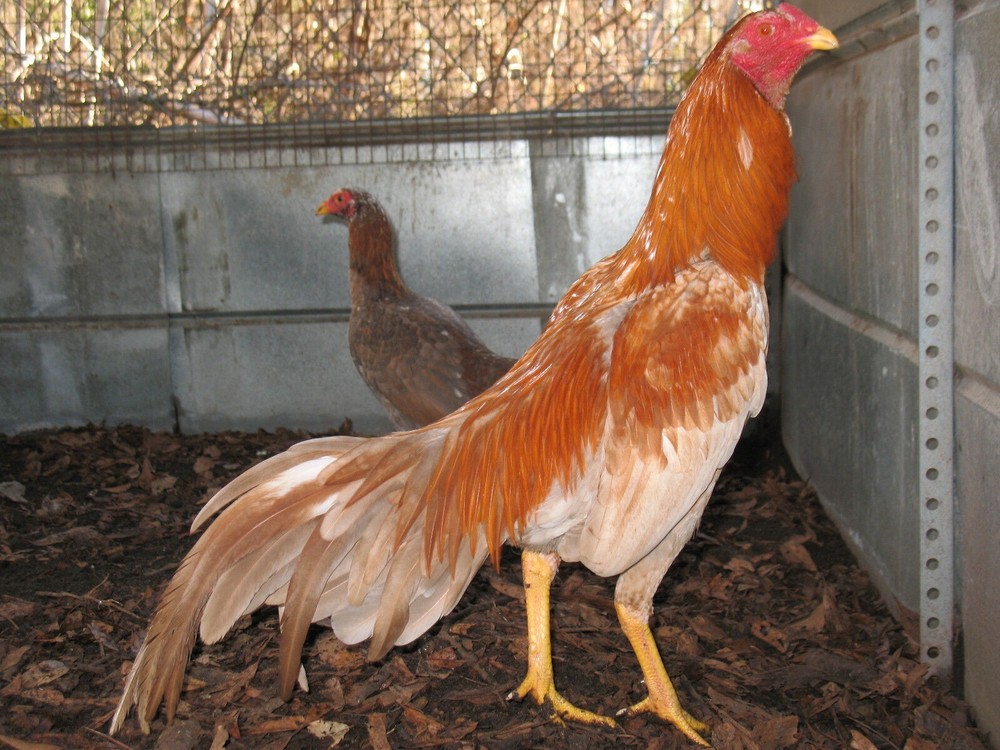 12 ASSORTED WAHL ASIL EGGS