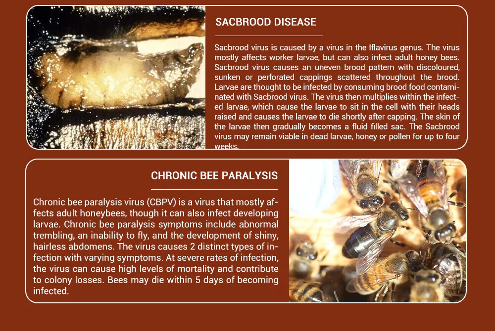 Improve Immunity for Bees,Assisted Treatment ,Beekeeping