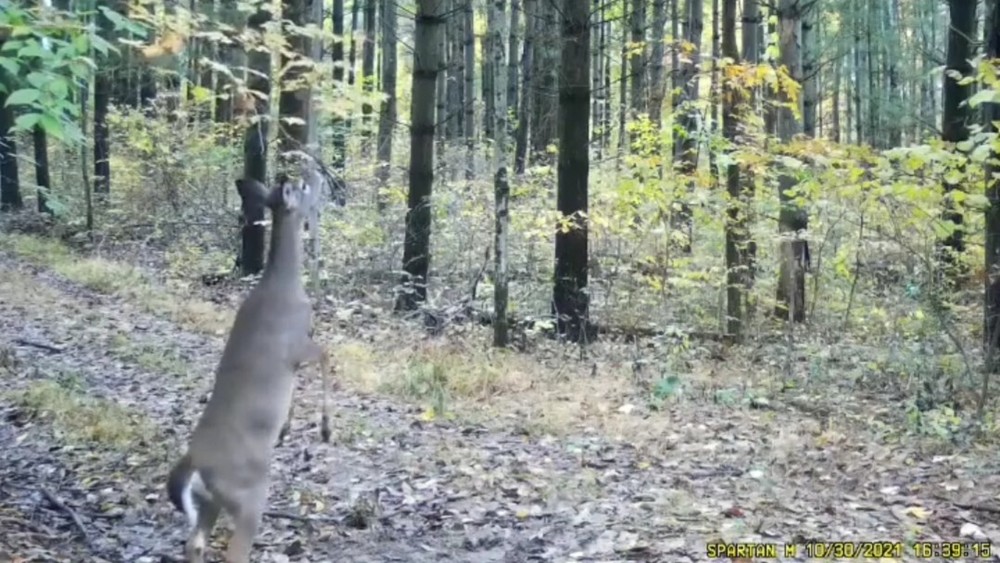 The Ultimate Licking Branch