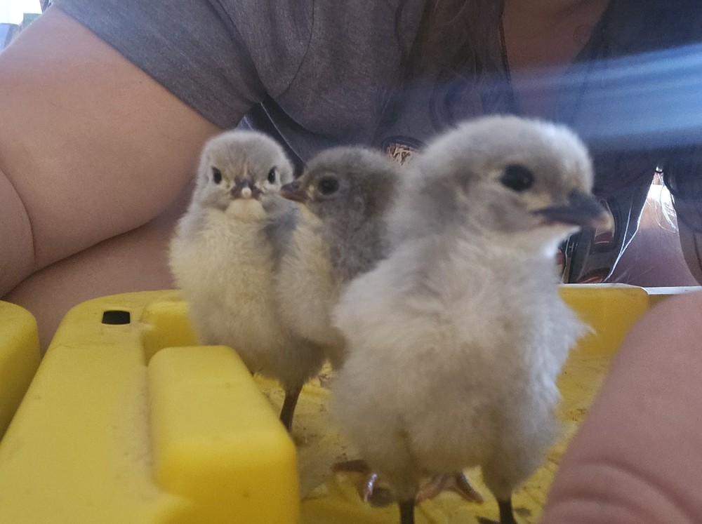 12 Lavender Orfington Hatching Eggs