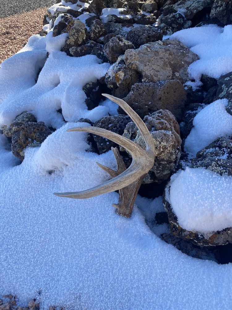 Large Coues Whitetail Deer Shed ~ Antler