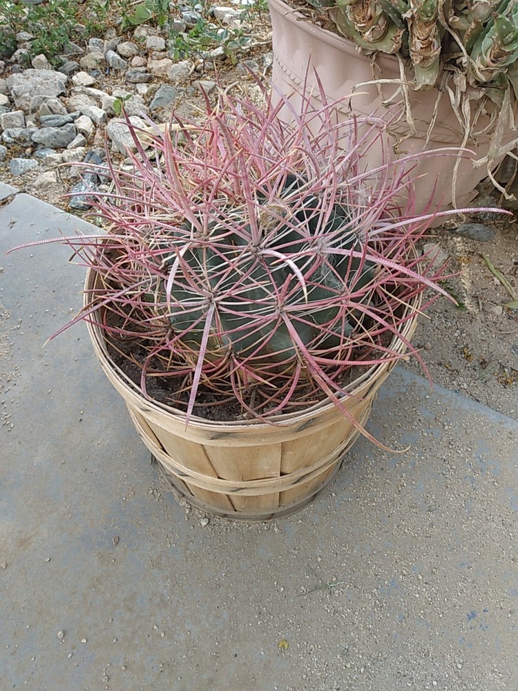 Cactus, Red barrel Long Spine , Medium