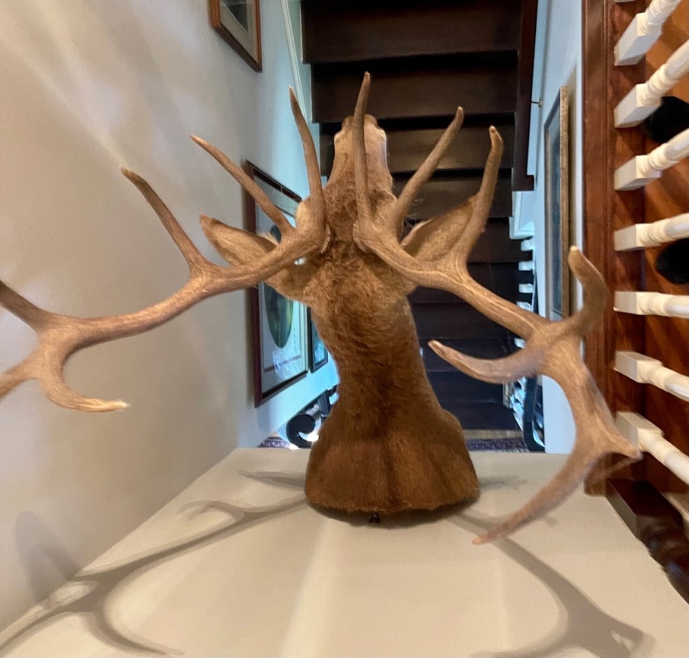 Large Trophy Monted Stag