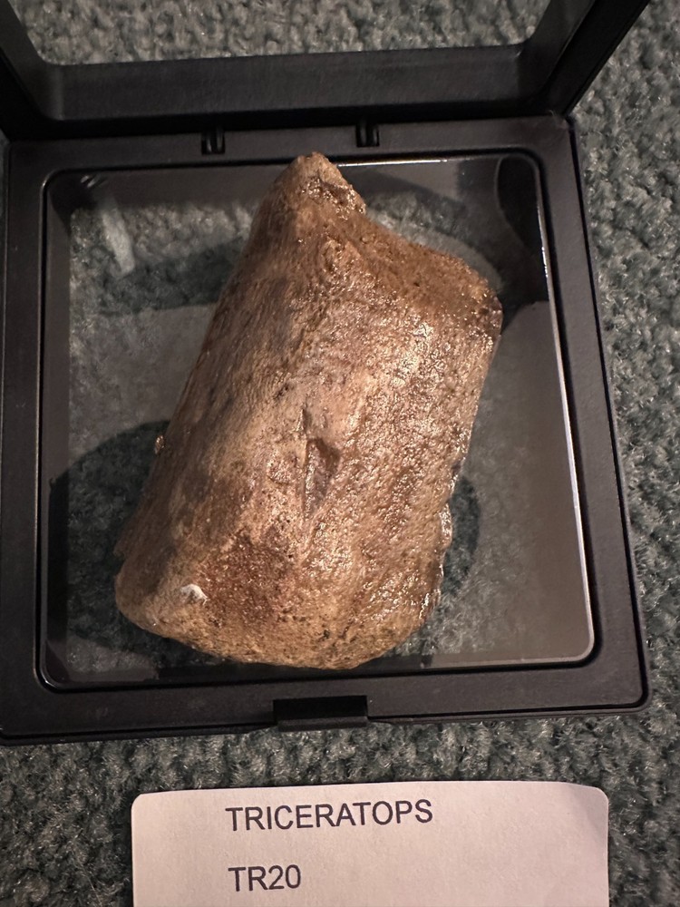Genuine triceratops fossil