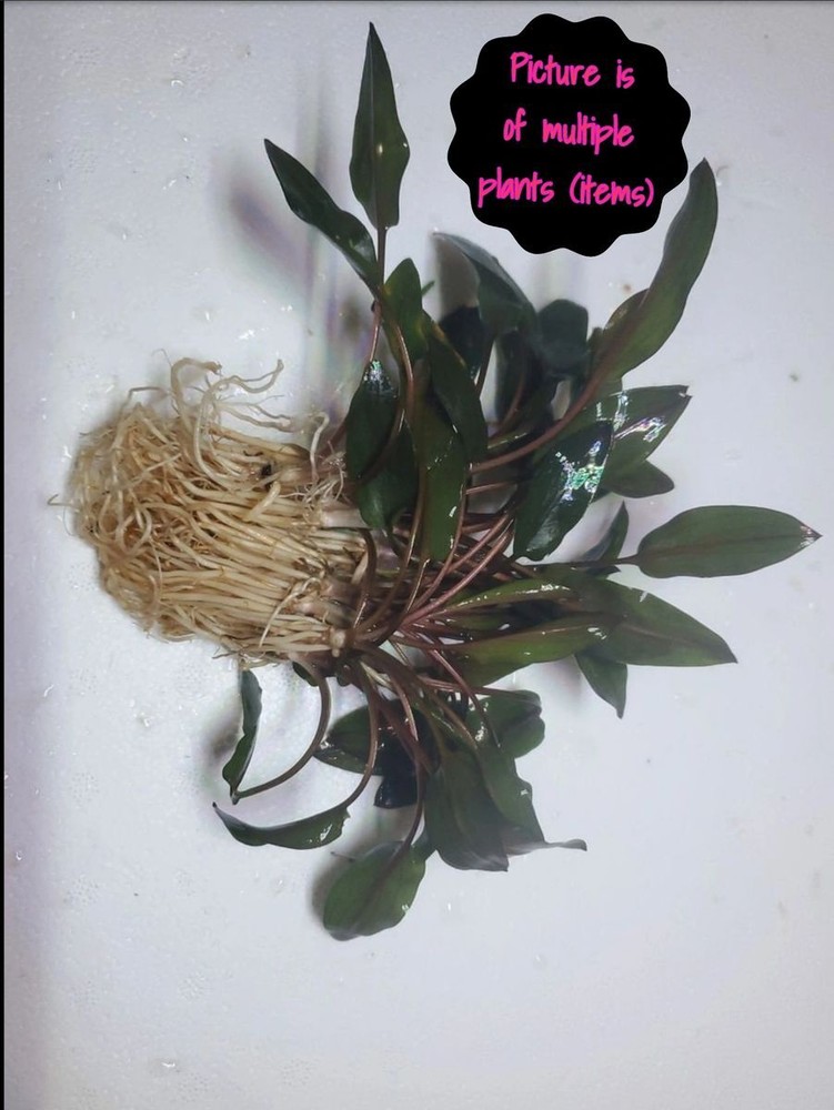 Cryptocoryne Wendtii Red