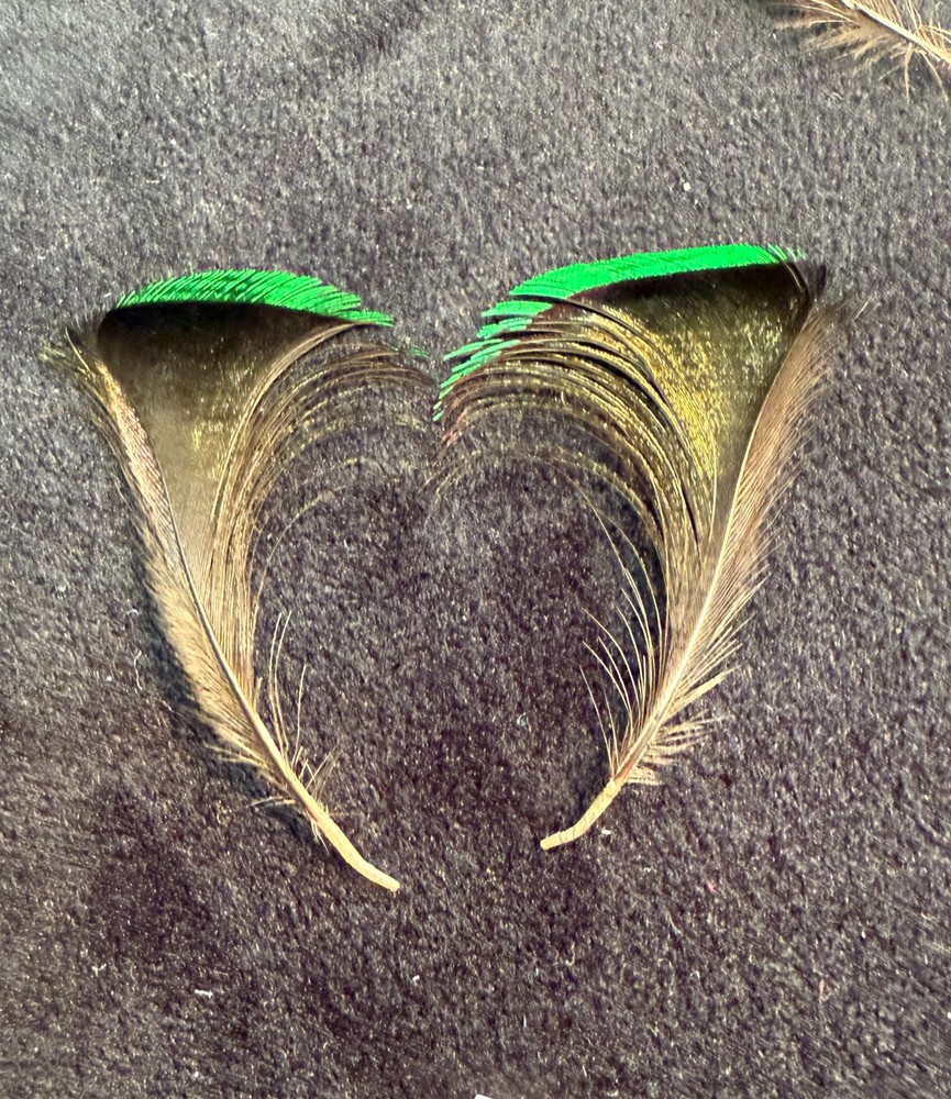 Twelve Wired Bird of Paradise