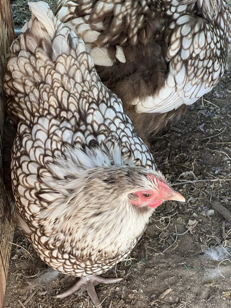 Chocolate Silver Laced Orpington Hatching Eggs-12 Pack