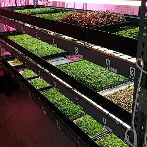 Bootstrap Farmer Microgreen 1020 Trays, Shallow Extra Strength 5 Pack Seed Tray