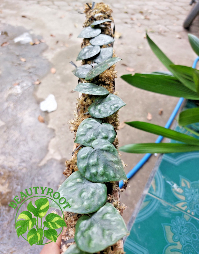 Scindapsus Snake Scale Free Phytosanitary